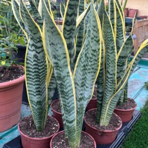 Sansevieria Laurentii (Lengua de suegra) en maceta – Planta de interior resistente