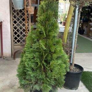 Tuya ornamental en maceta para jardín, terraza o exterior