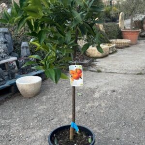Clementino en maceta (Mandarino) – Árbol de mandarinas para jardín o terraza