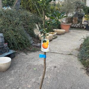 Naranjo en maceta para jardín, terraza o huerto