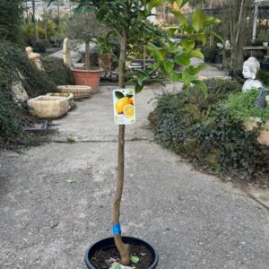 Limonero en maceta para jardín, terraza o huerto