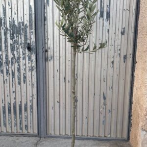 Olivo en maceta para jardín, terraza o exterior
