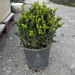 Boj en maceta para jardín, terraza o exterior